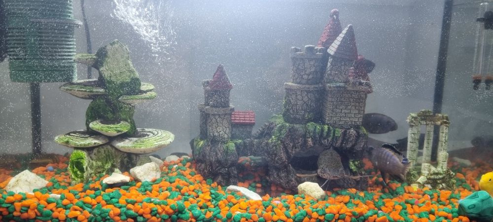 Vand acvariu cu pesti