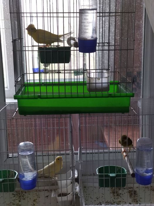 Птица Канарейки. Самцы