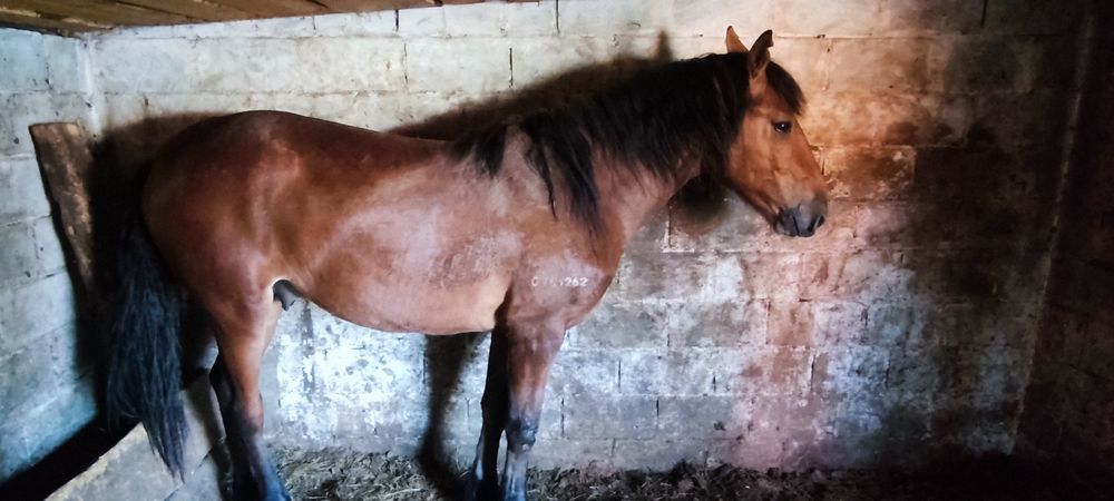 Продам лошадей с откорма, 3 летка и 2 летка