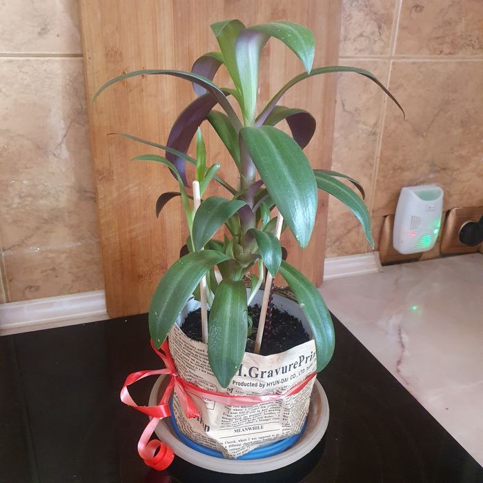 Продам комнатные цветы