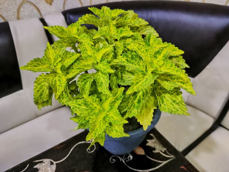 Колеусы. доставка