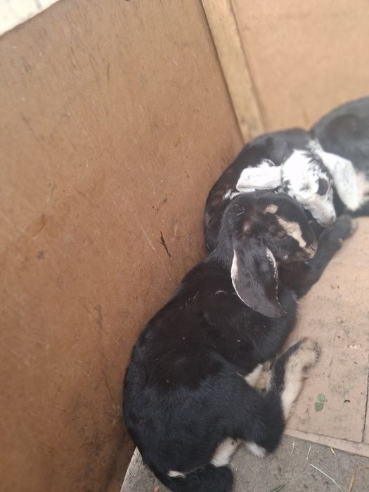 Нубиски лақтар сатылады