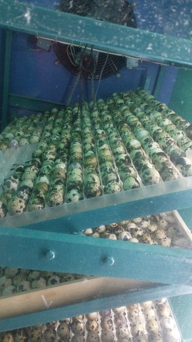 Инкубацыя бөдене жумыртка 50тг