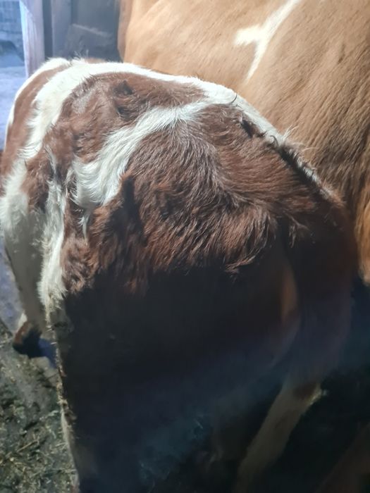 Vând vițea bălțată românească!