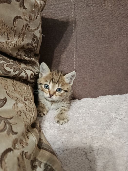 Отдам котят даром