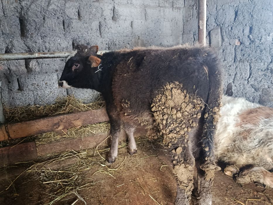 Продам бычка 6 месяцев