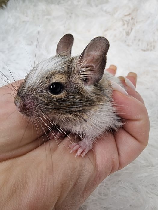 Бельчата - малышата Дегу