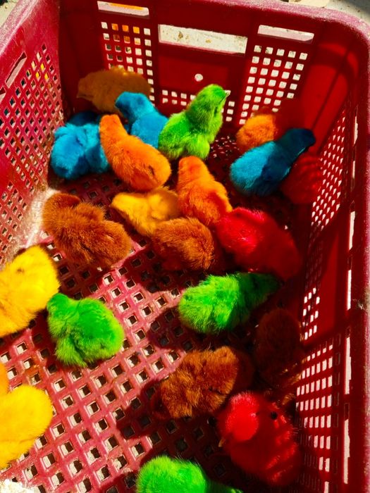 10min somdan sindi boyalgan jojala