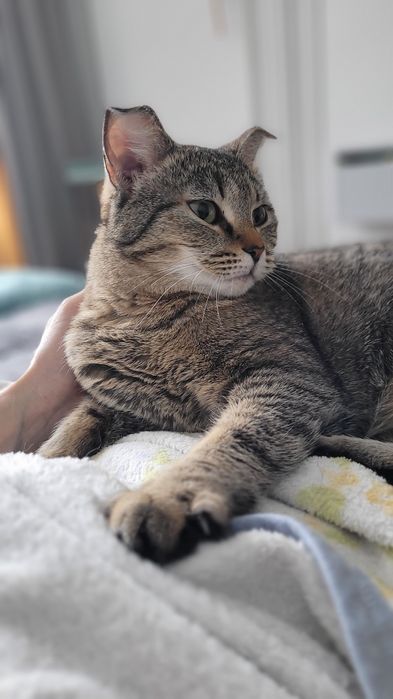 Отдаём кошечку в добрые руки