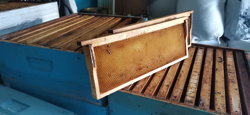 Продавам нуклеуси ДБ/5 пити/,  платформи за подвижно.пчеларство