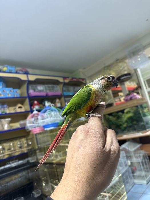 Продам Ручной попугай