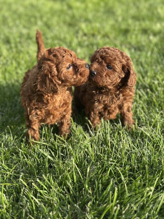 Пудел мини (Poodle Mini)