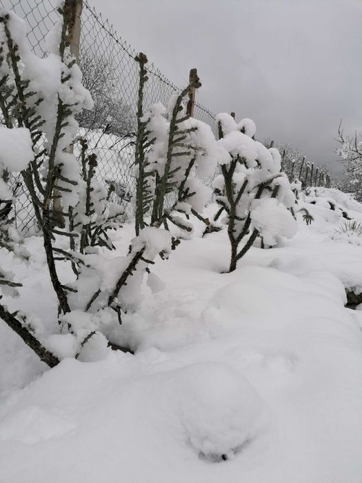 Студоустойчиви градински кактуси