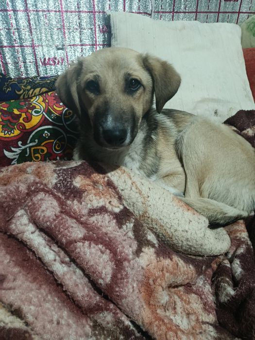 Отдам в хорошие руки