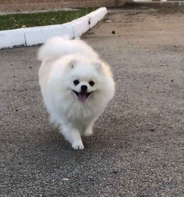 Вязка шпица