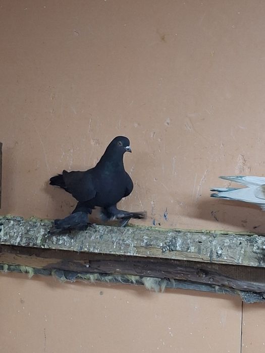 Продам голубя жука