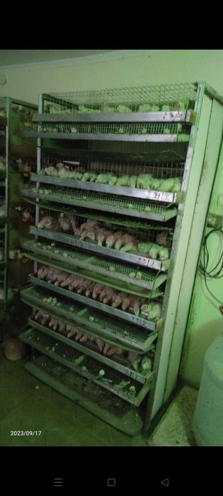 Клетки для перепелов. Бөденеге клетка