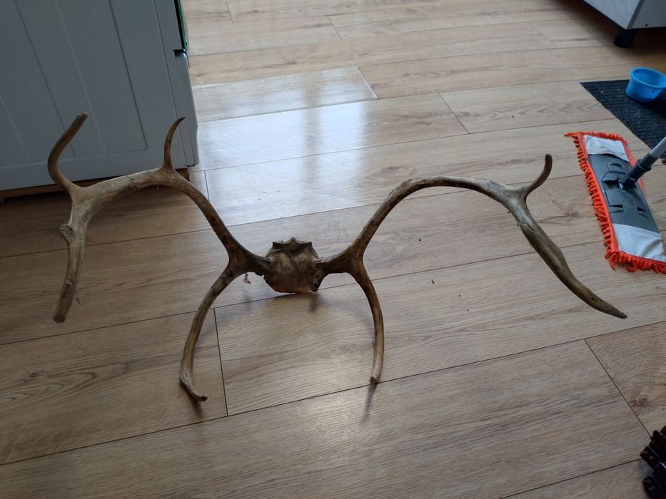 Продам рога оленя продам продам продам продам