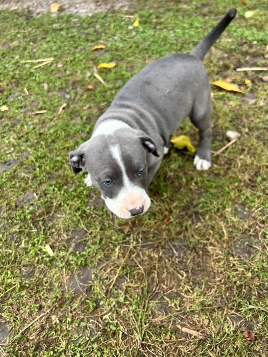 American Staffordshire Terrier (Blue Amstaff)