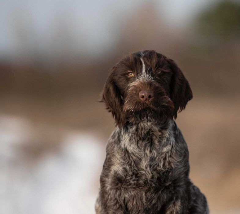 Продаю щенков дратхаара.