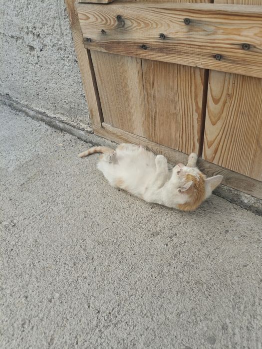 котёнок мальчик.