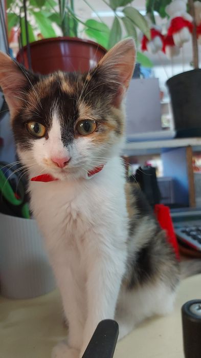 отдам даром котиков и кошечек