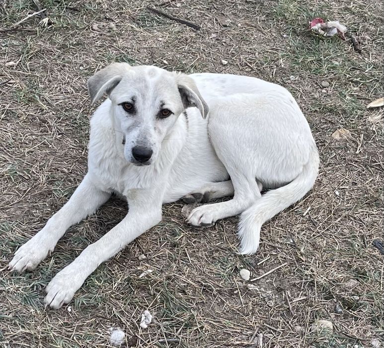 Caini superbi pentru adoptie gratis