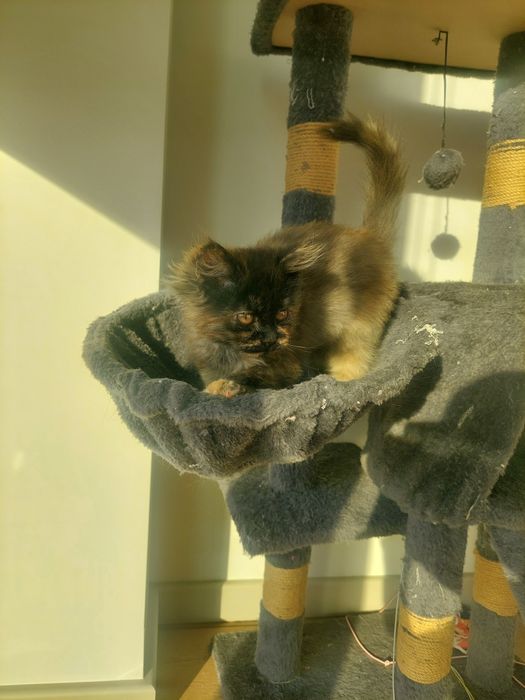 Котенок девочка Ташкент