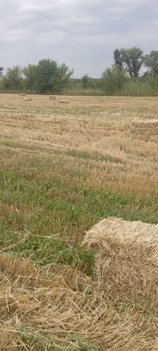 Продам сено салома в тюках