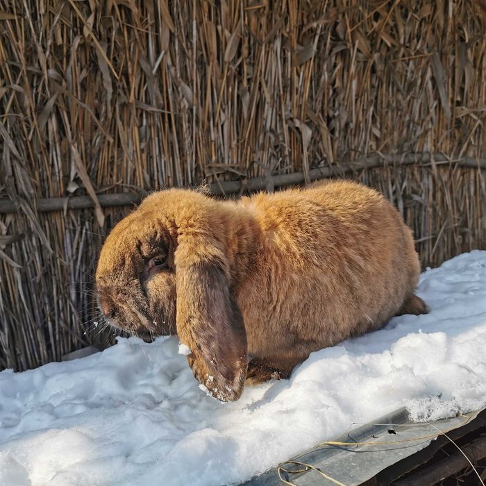 Iepuri Berbec German