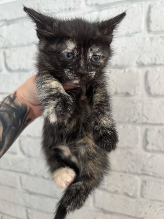 Котята ищут дом