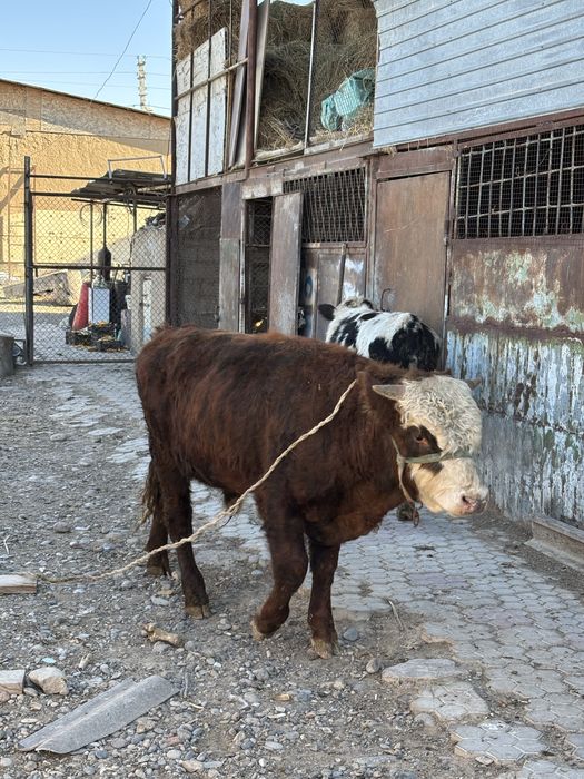 Продается бычок мясной