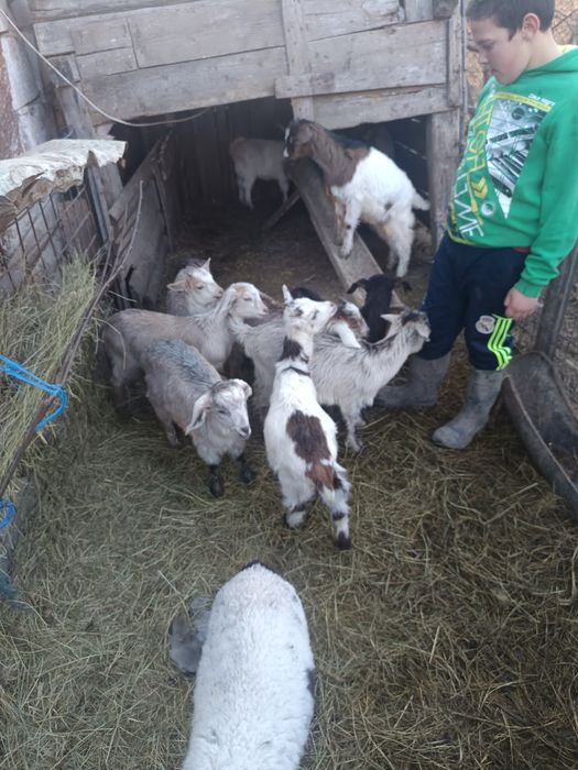 Iezi de vânzare media 10 .14 kg bucata