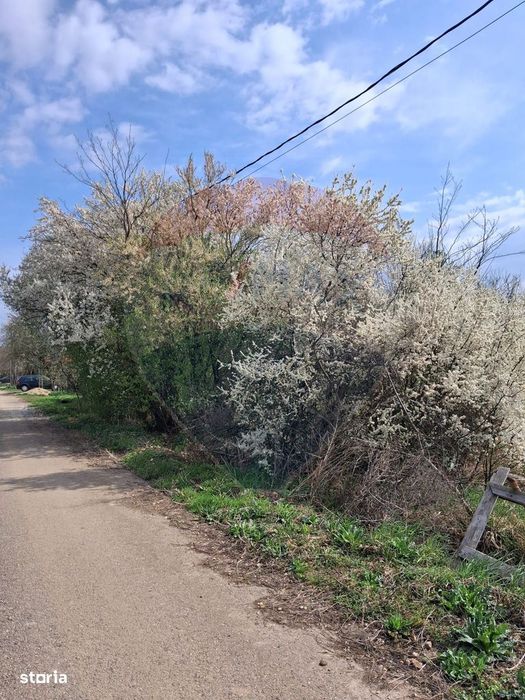Teren 1,439mp Santaul Mare / Strada principala