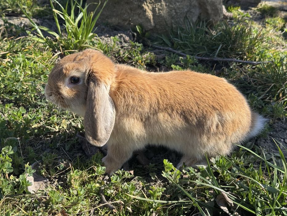 Donez mini lop , iepuras prietenos.