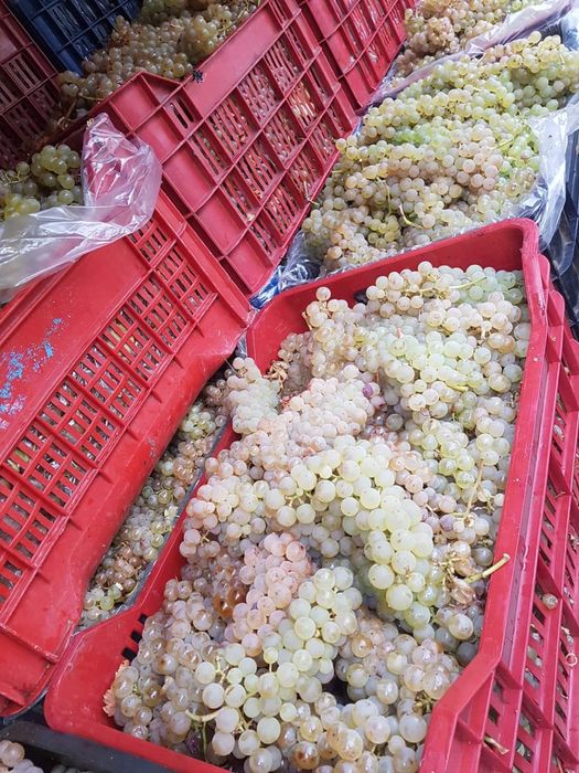 Struguri De vin Din Podgoriile Vrancene 2025