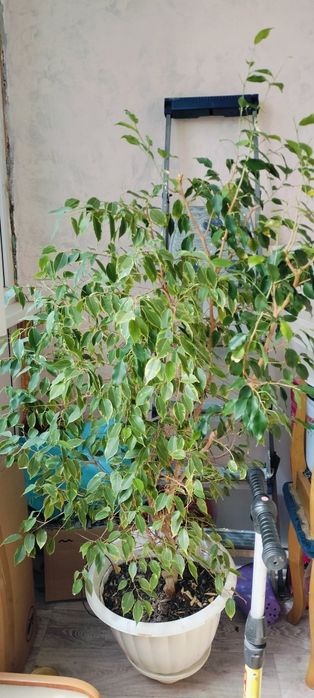 Фикус Бенжамин микс