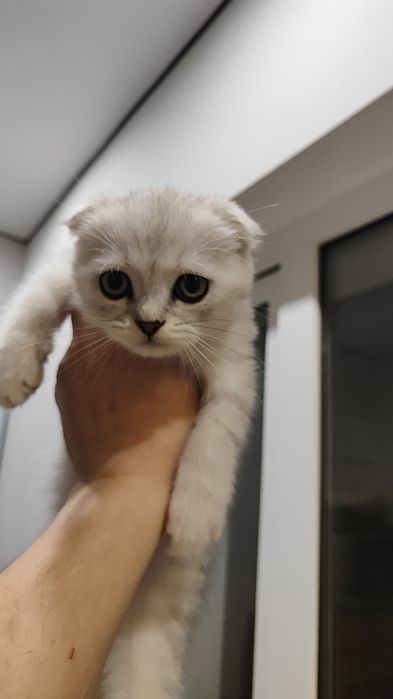 Scottish Fold 2 oylik
