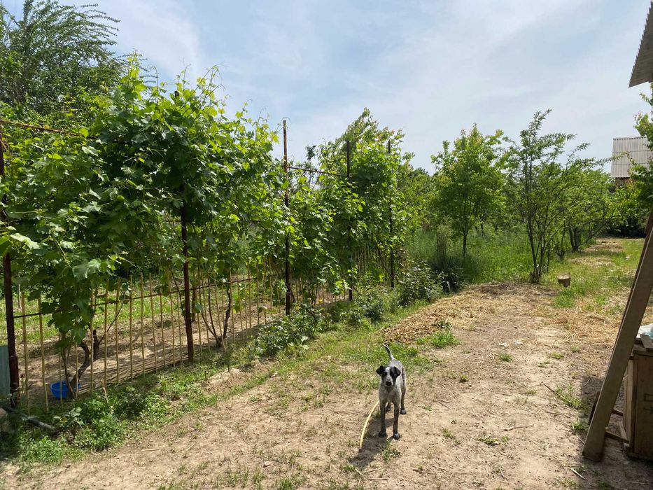 Продается дача СВТ «Бахор» (7 км от Тойтепы)