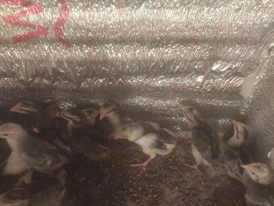 Цыплята Борковская