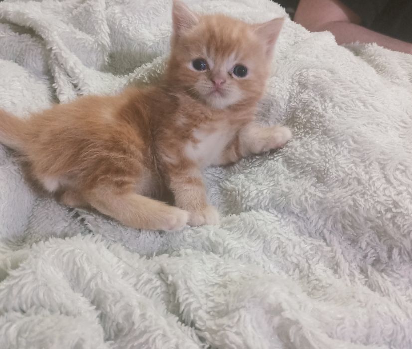 Котята британские
