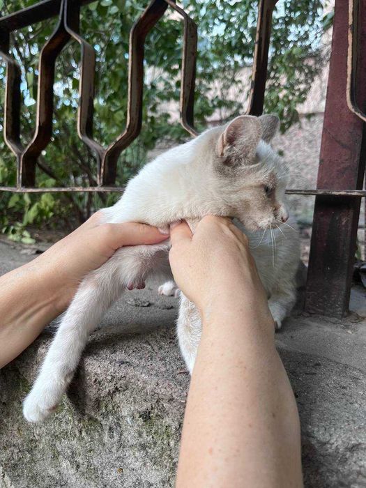 Котёнок 6 месяцев