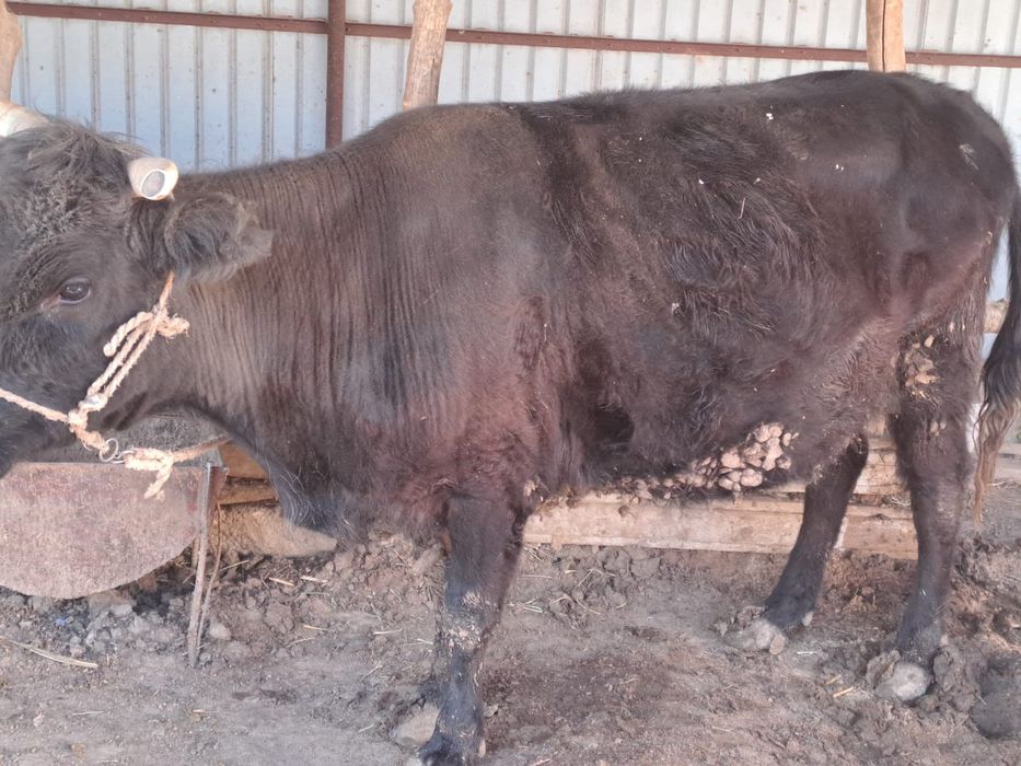 Сиыр бар май семіз