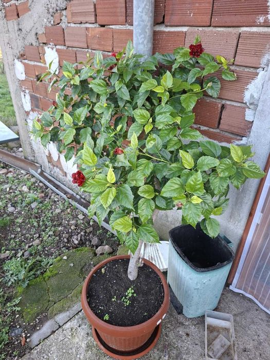 Продава се Растение дърво  Роза