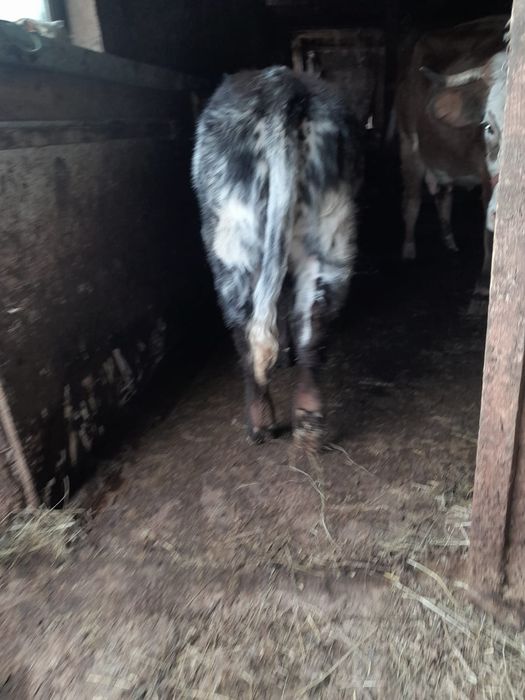 Vand vitea de 5 luni