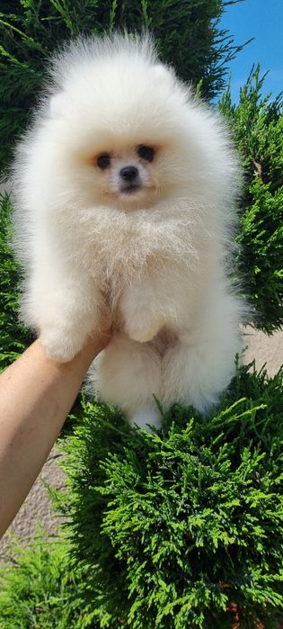 Померан померанче мини