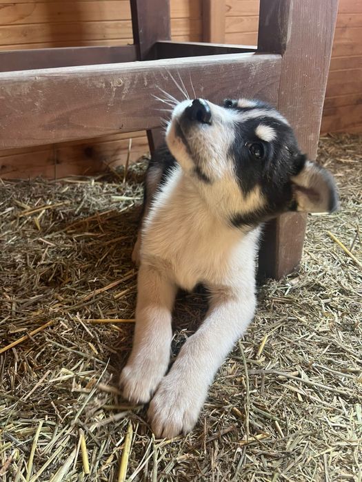 Продам щенков от мамы Хаски