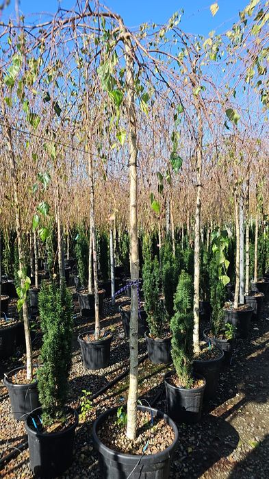 Platan - Tei de floare - Dud pendular- Mesteacan