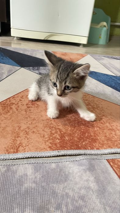 Одам котят в добрые руки