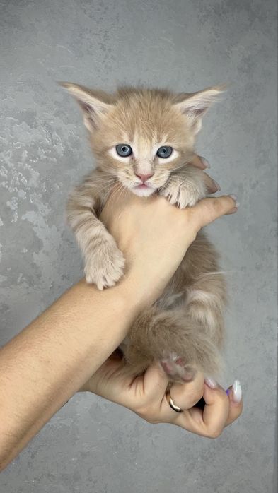 Мейн кун котята продажа